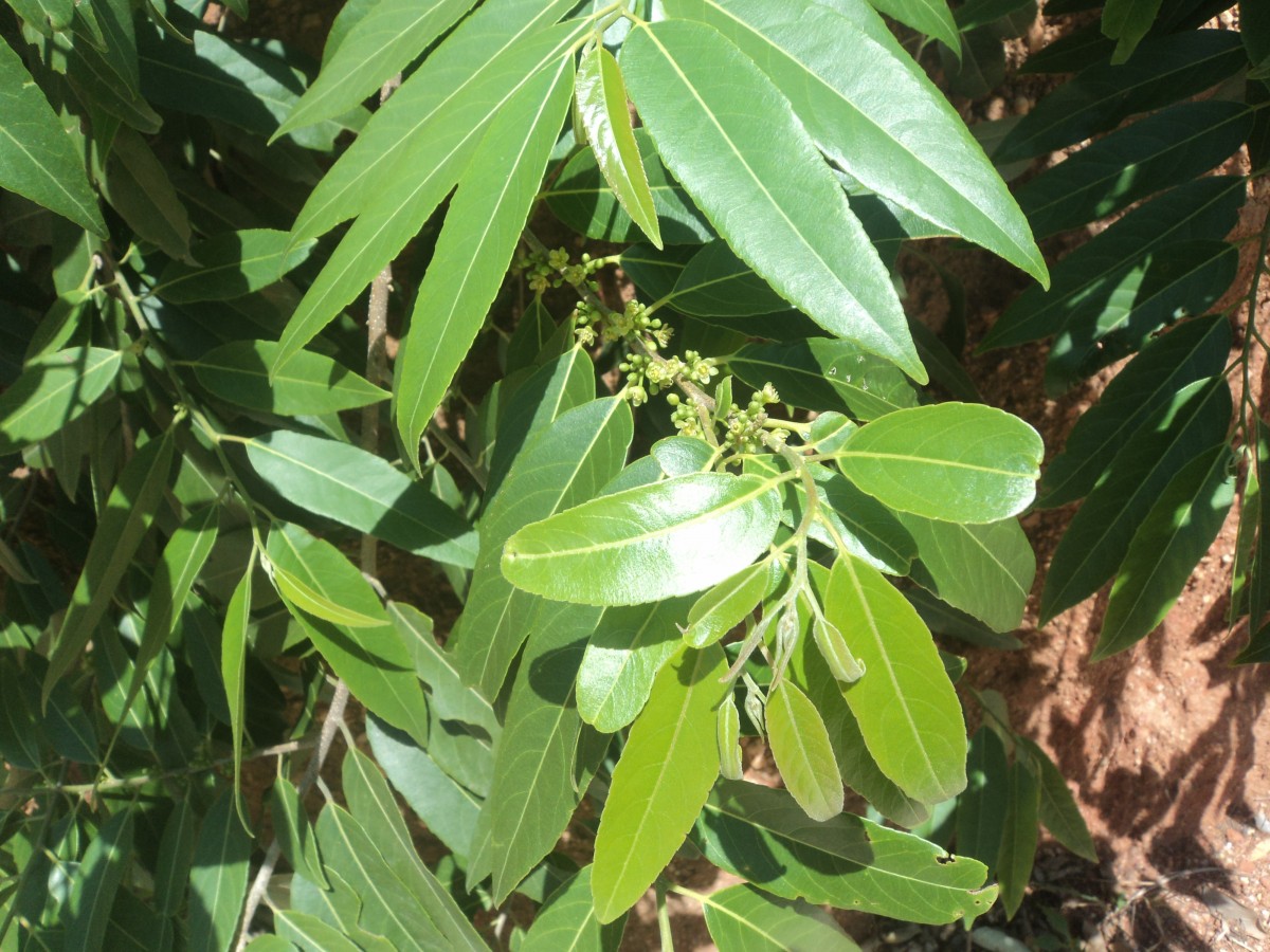 Casearia tomentosa subsp. reducta Verdc.